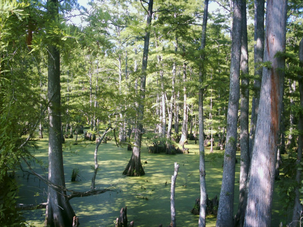Cypress, TX - Big Cypress Bayou - Wikipedia
