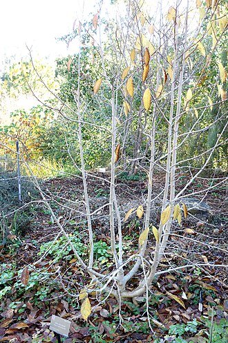 Magnolia, TX - Magnolia biondii — Wikipédia